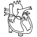 drawing of heart